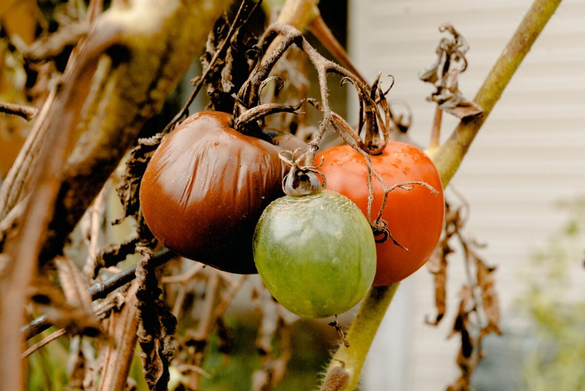 Grappe de tomates mûres et vertes sur un plant desséché par la canicule