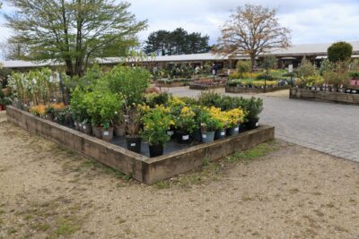 Journées des plantes de Bonrepos-Riquet : le rendez-vous des jardiniers les 7 et 8 novembre