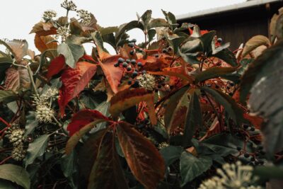 Journées des Plantes de Ferrières 2026 : programme, billets et conseils pour le week-end des 10-11 octobre