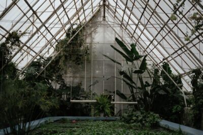 Automne tropical : les palmiers s&rsquo;installent aux Grandes Serres du Jardin des Plantes